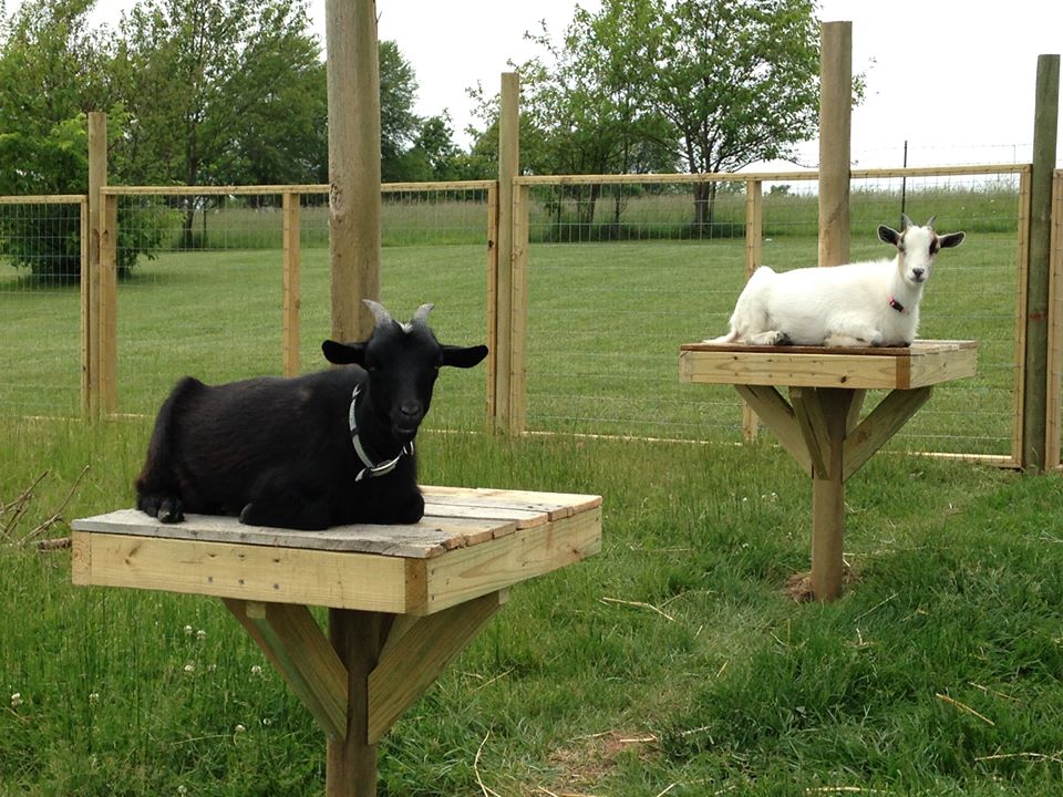 goat perch – little missouri homestead